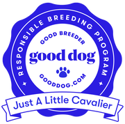 Cavalier Good Dog Breeder