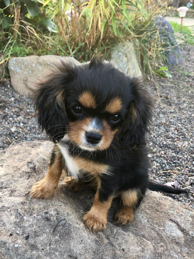 KoKo the Black and Tan Cavalier, 100% DNA clear