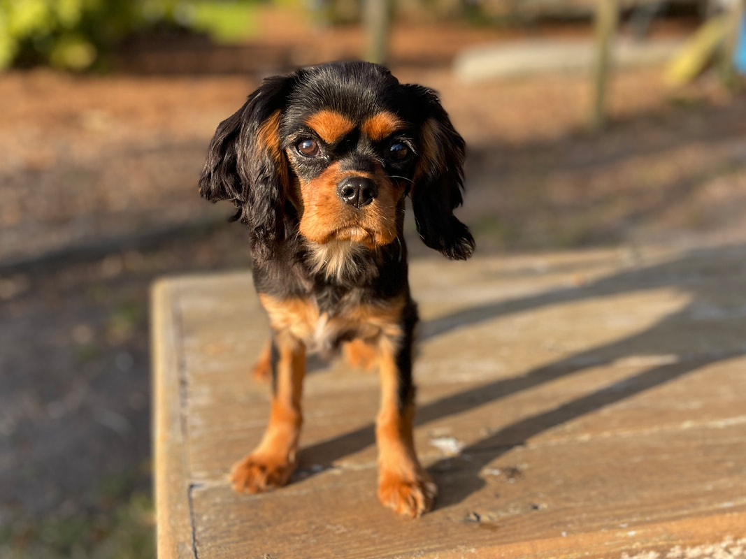 Black & Tan Cavalier King Charles Spaniel puppy in Charleston SC