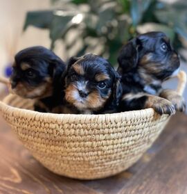 Black and Tan Cavalier King Charles Spaniel Puppies